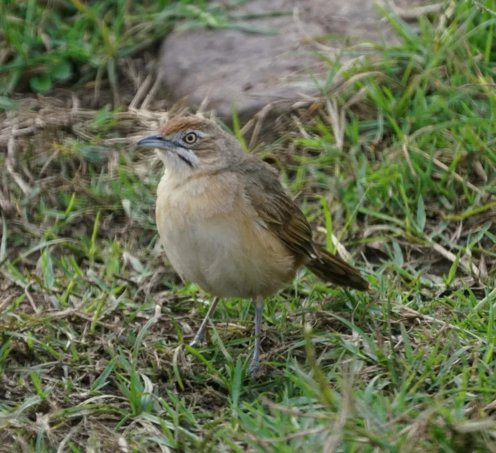 须薮莺(Melocichla mentalis)