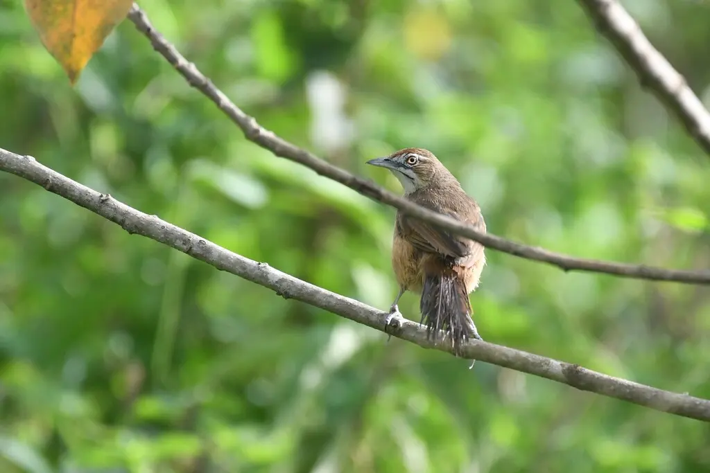 须薮莺(Melocichla mentalis)