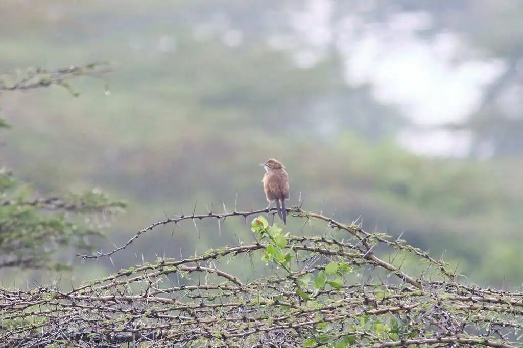 须薮莺(Melocichla mentalis)