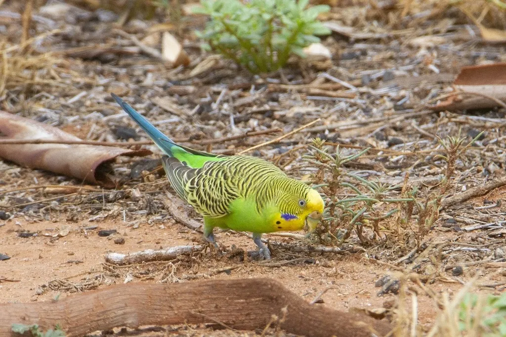虎皮鹦鹉(Melopsittacus undulatus)