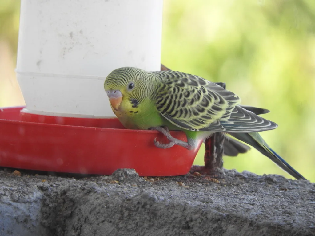 虎皮鹦鹉(Melopsittacus undulatus)