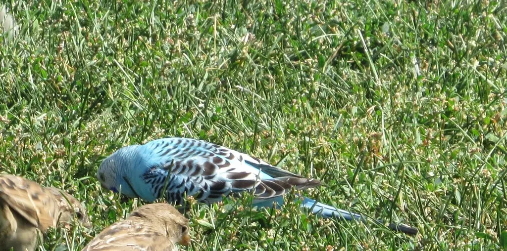 虎皮鹦鹉(Melopsittacus undulatus)