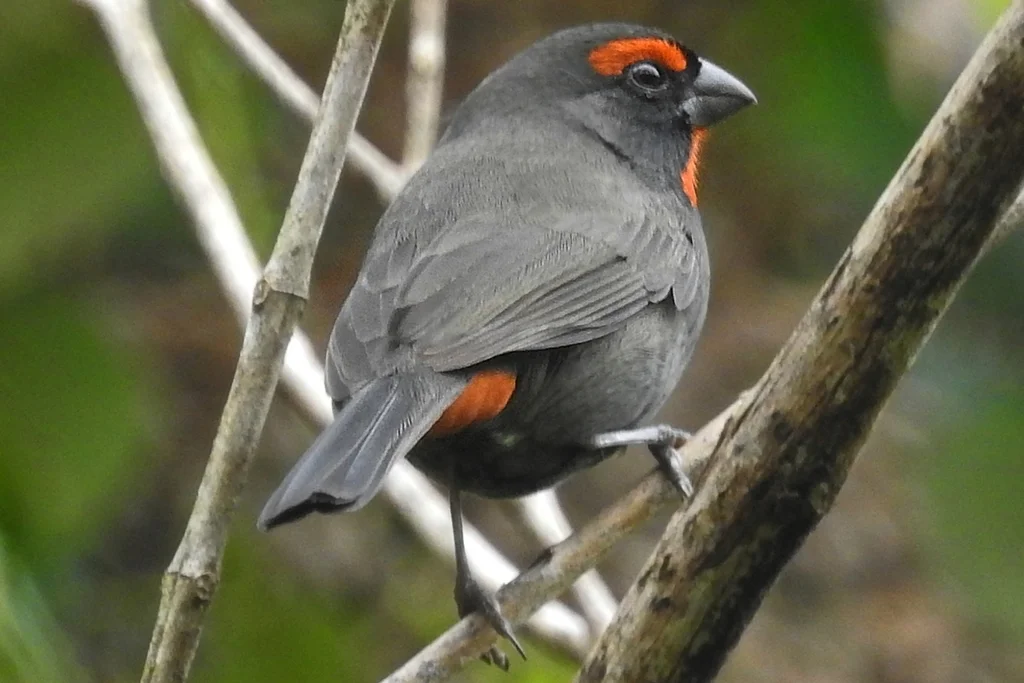 圣基茨岛牛雀(Melopyrrha grandis)