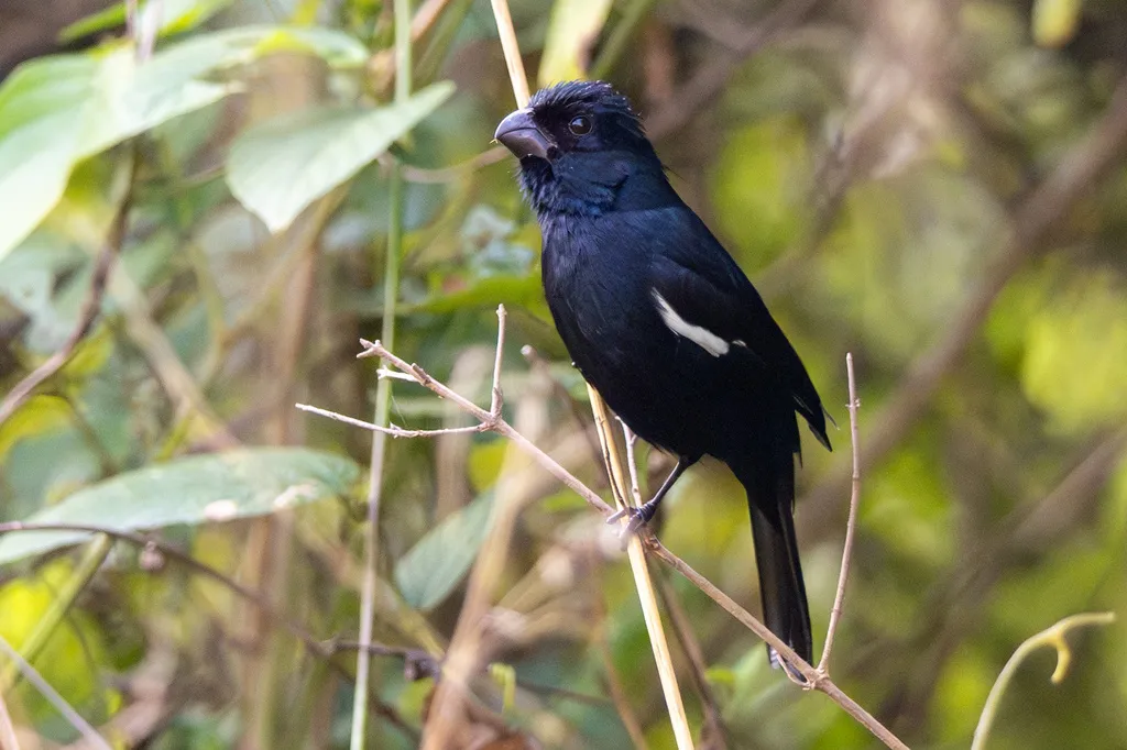 古巴黑雀(Melopyrrha nigra)