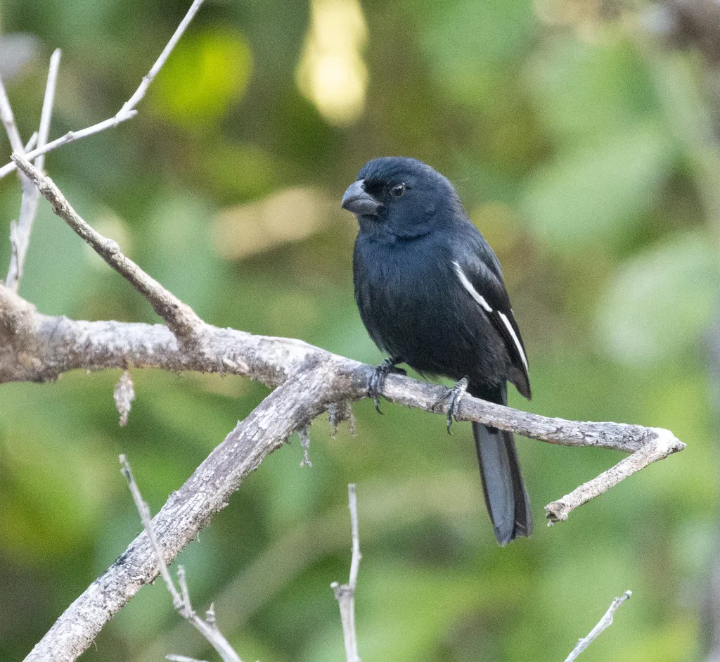古巴黑雀(Melopyrrha nigra)