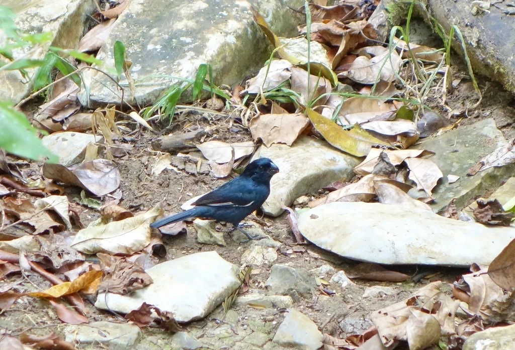 古巴黑雀(Melopyrrha nigra)