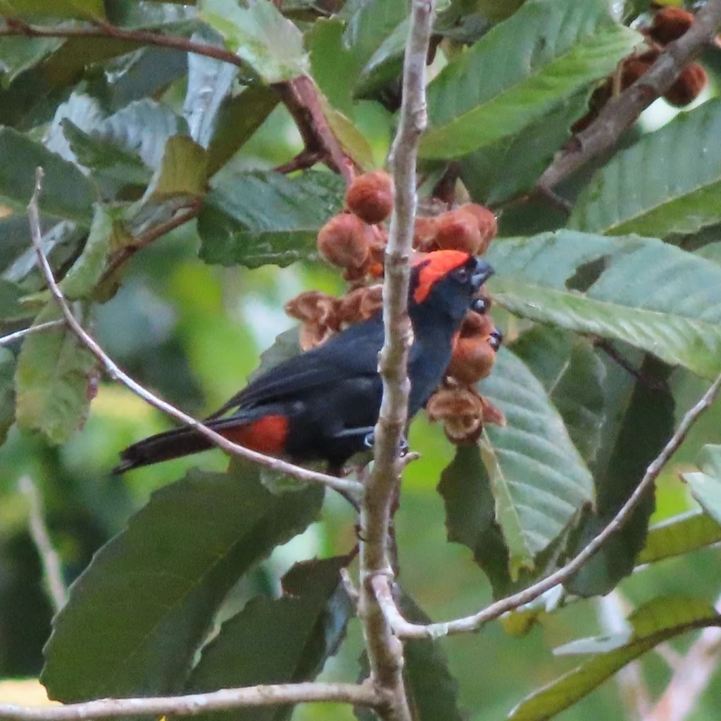 波多黎各牛雀(Melopyrrha portoricensis)