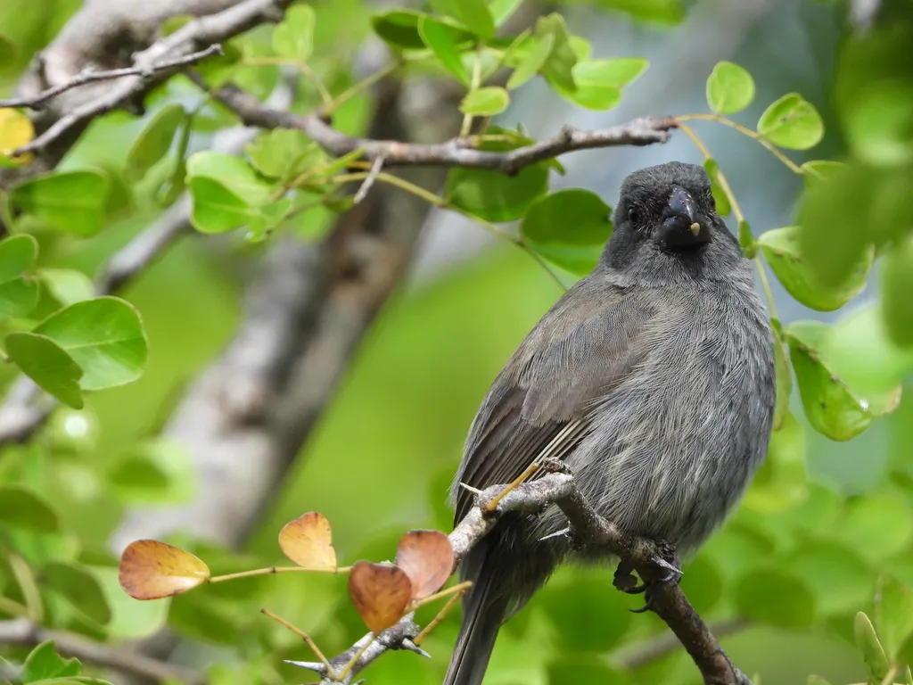 大开曼黑雀(Melopyrrha taylori)
