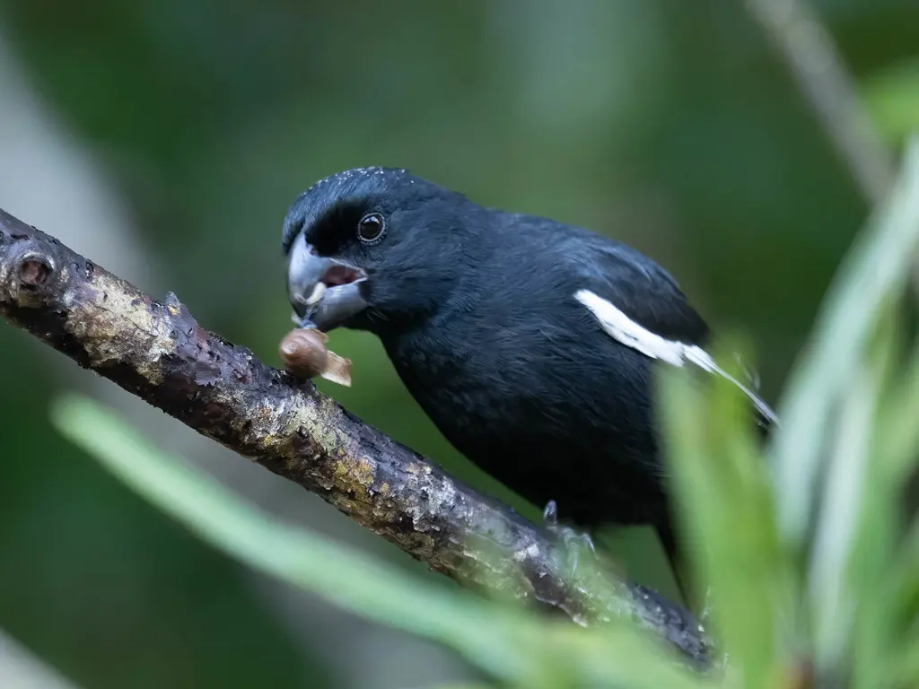 大开曼黑雀(Melopyrrha taylori)