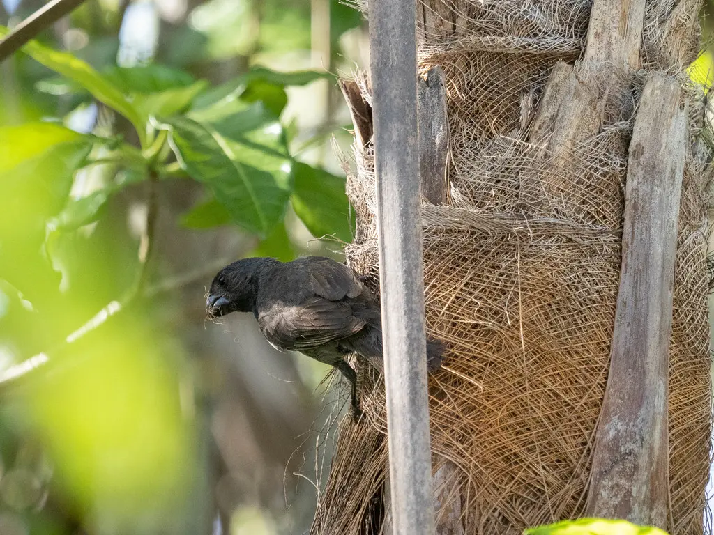 大开曼黑雀(Melopyrrha taylori)