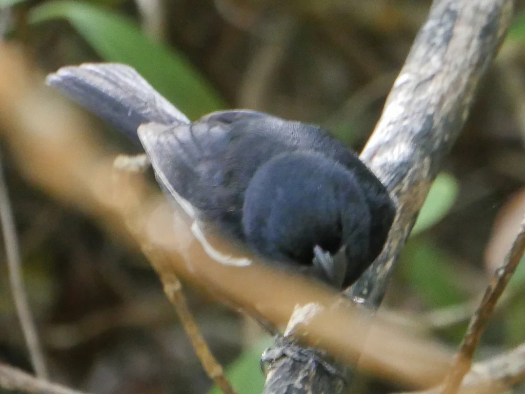 大开曼黑雀(Melopyrrha taylori)