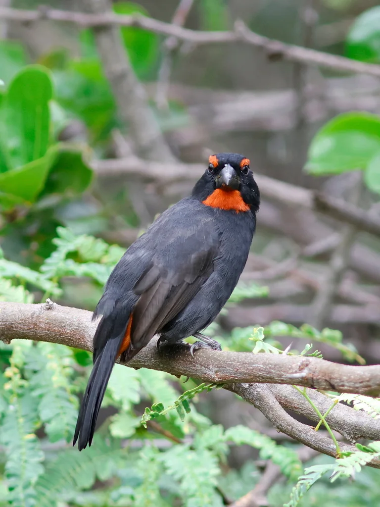 大安德牛雀(Melopyrrha violacea)