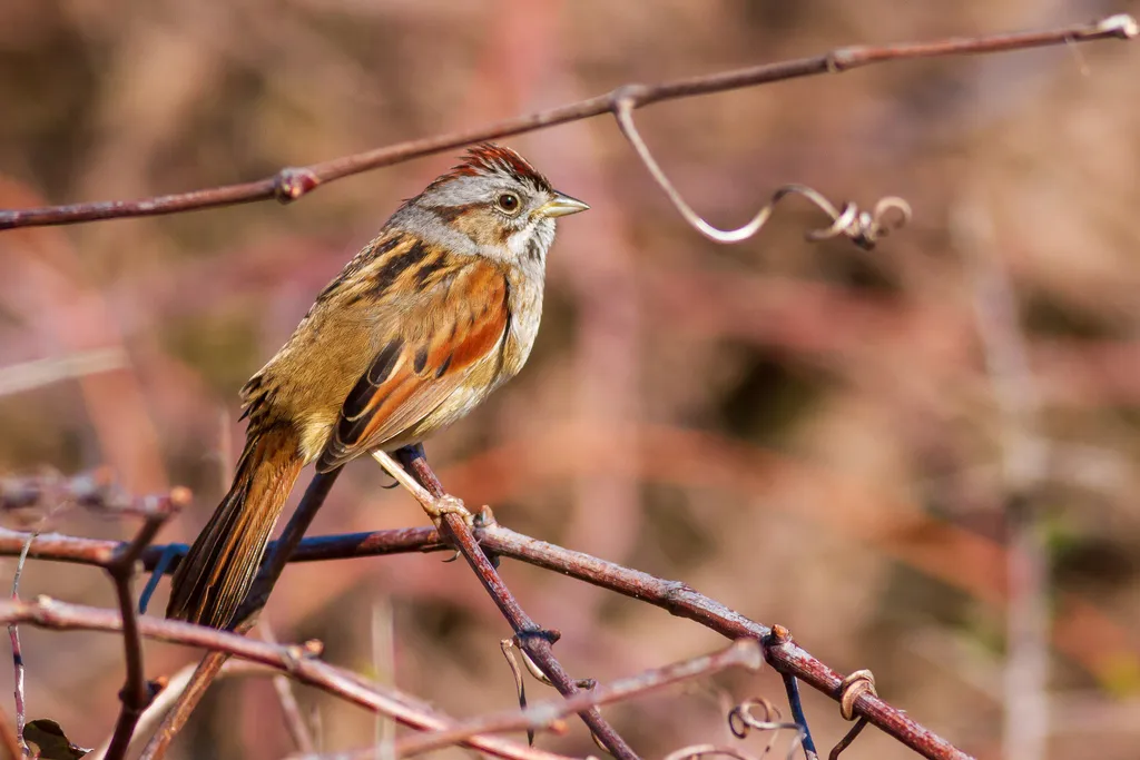 沼泽带鹀(Melospiza georgiana)