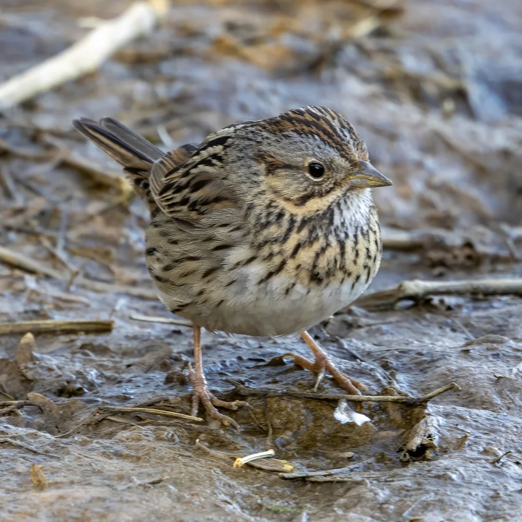 林氏带鹀（Melospiza lincolnii）