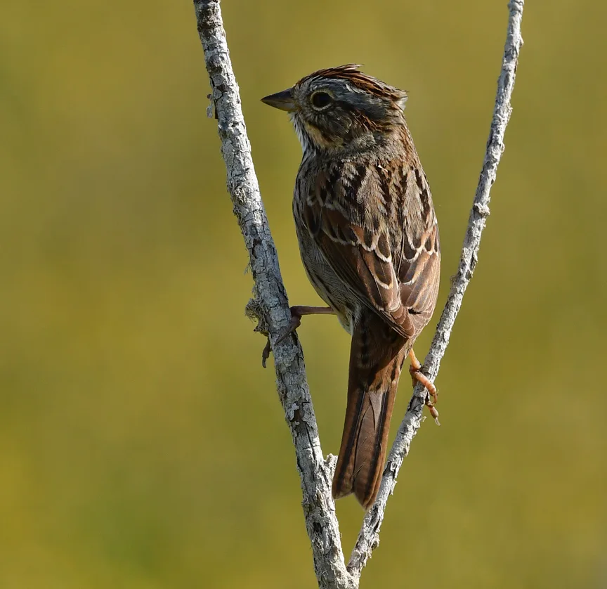 林氏带鹀（Melospiza lincolnii）