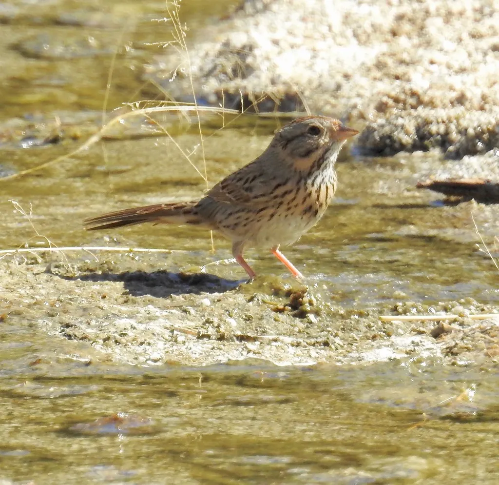 林氏带鹀（Melospiza lincolnii）