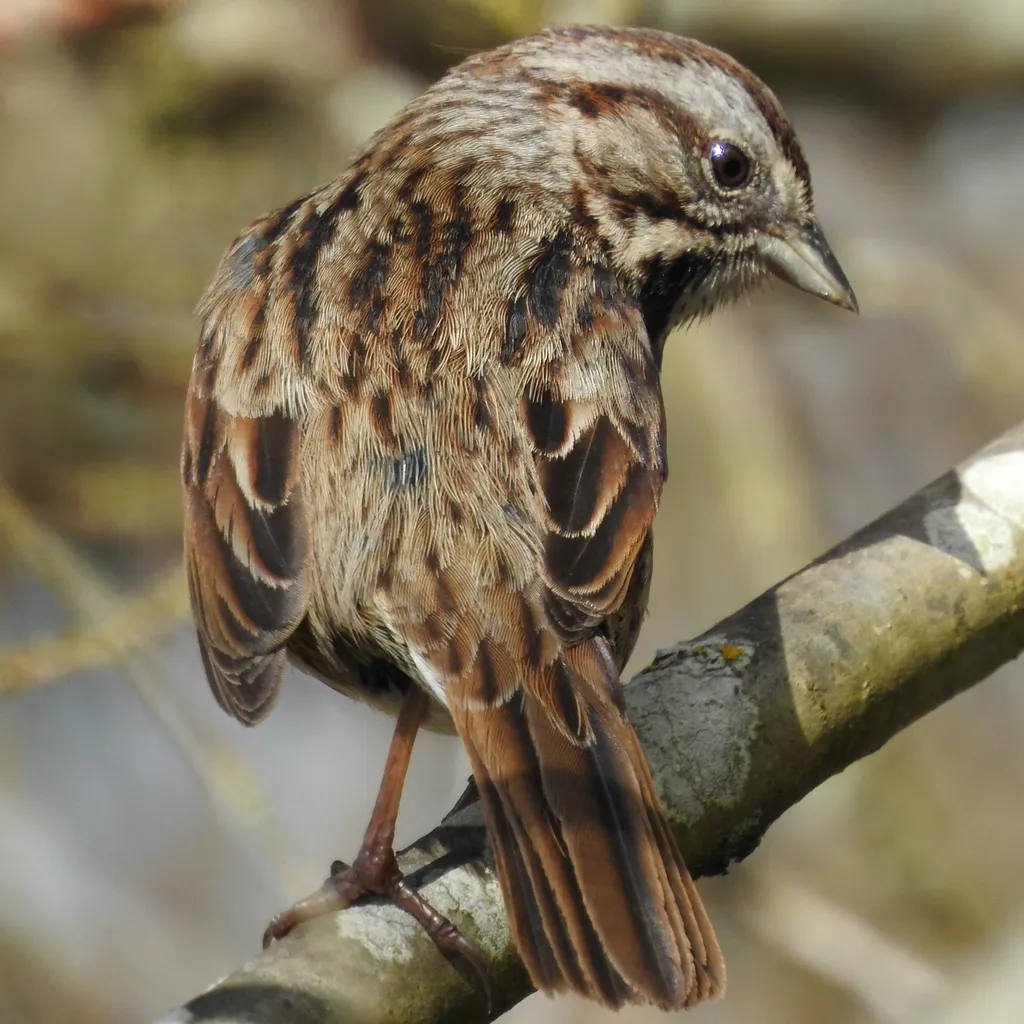 歌带鹀(Melospiza melodia)