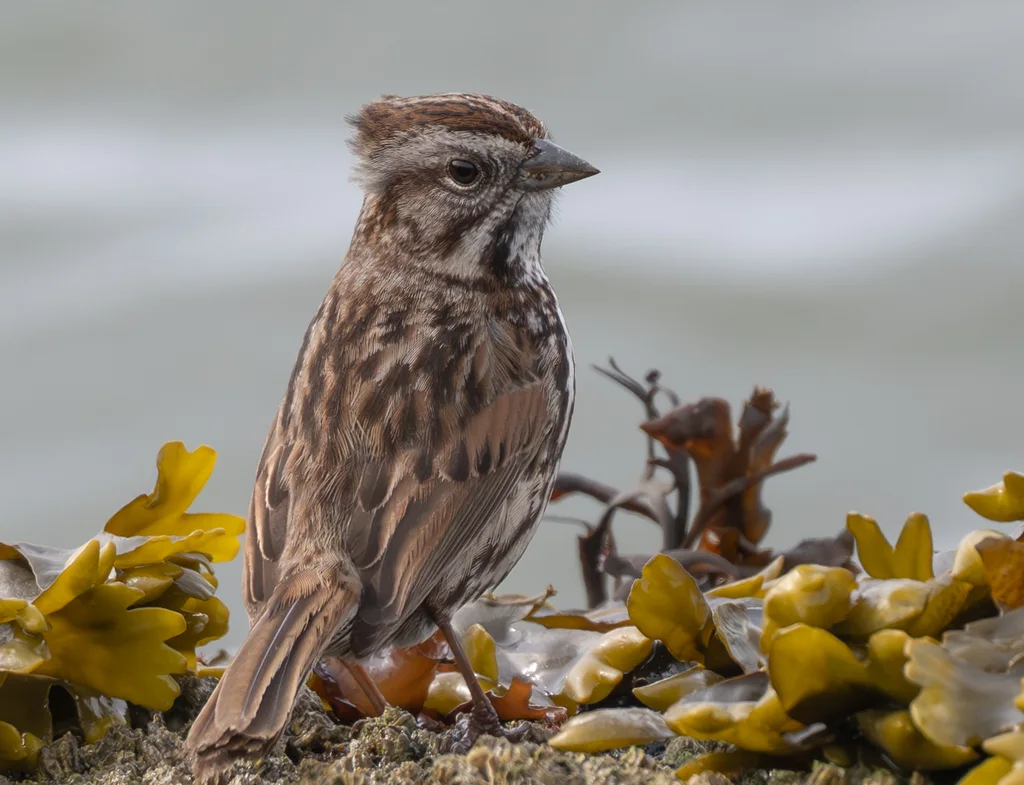 歌带鹀(Melospiza melodia)