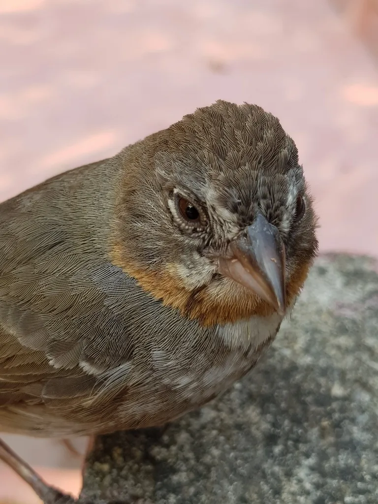 白喉唧鹀(Melozone albicollis)