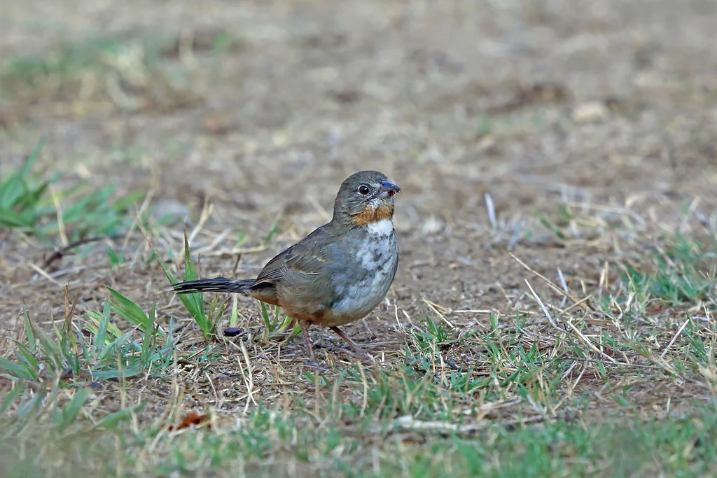 白喉唧鹀(Melozone albicollis)