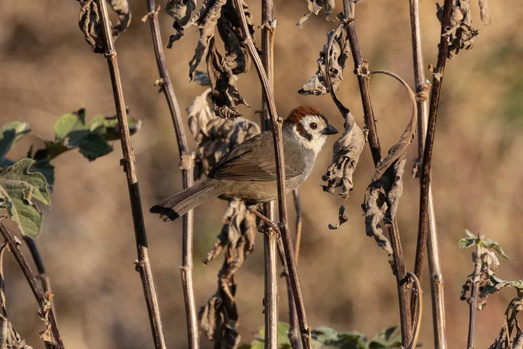普氏地雀(Melozone biarcuata)