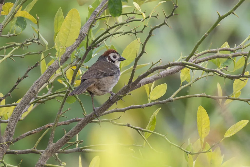 普氏地雀(Melozone biarcuata)