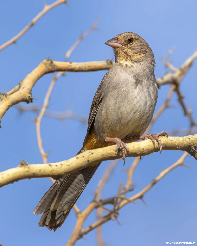 加州唧鹀（Melozone crissalis）