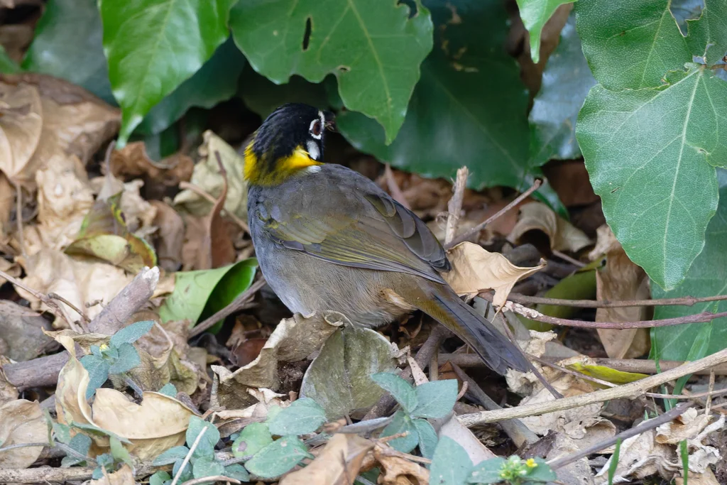 白耳地雀(Melozone leucotis)