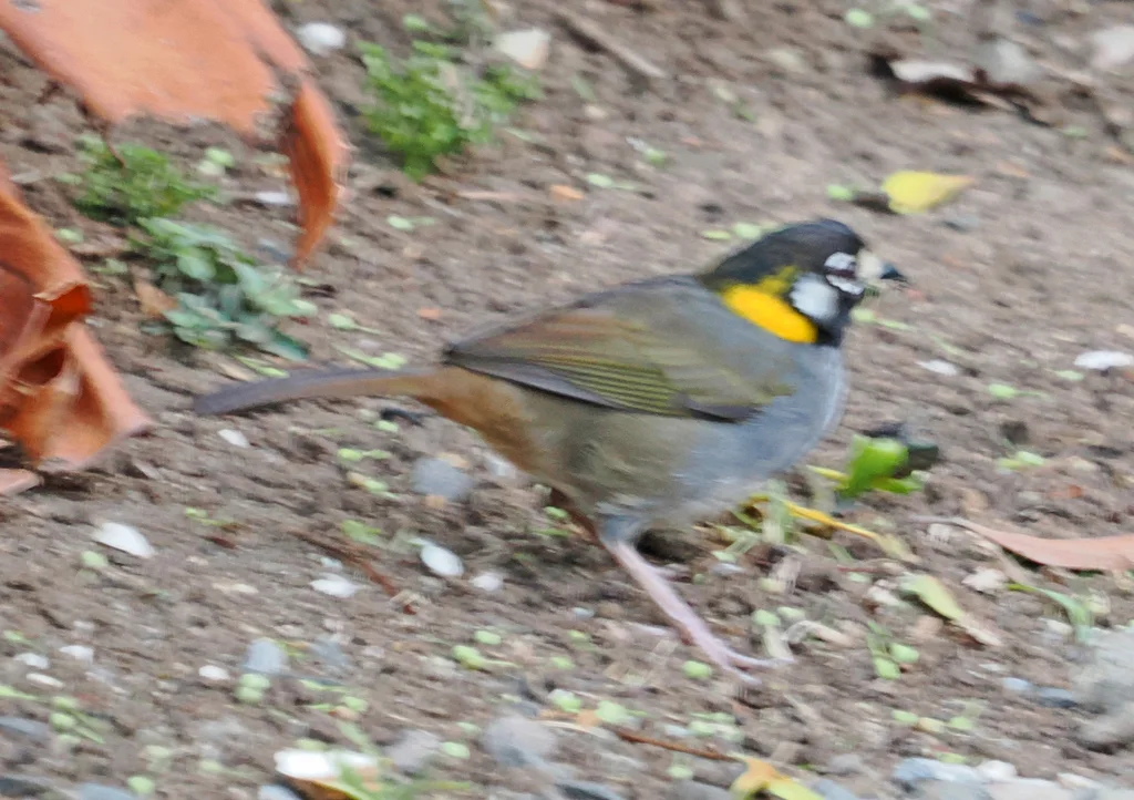 白耳地雀(Melozone leucotis)