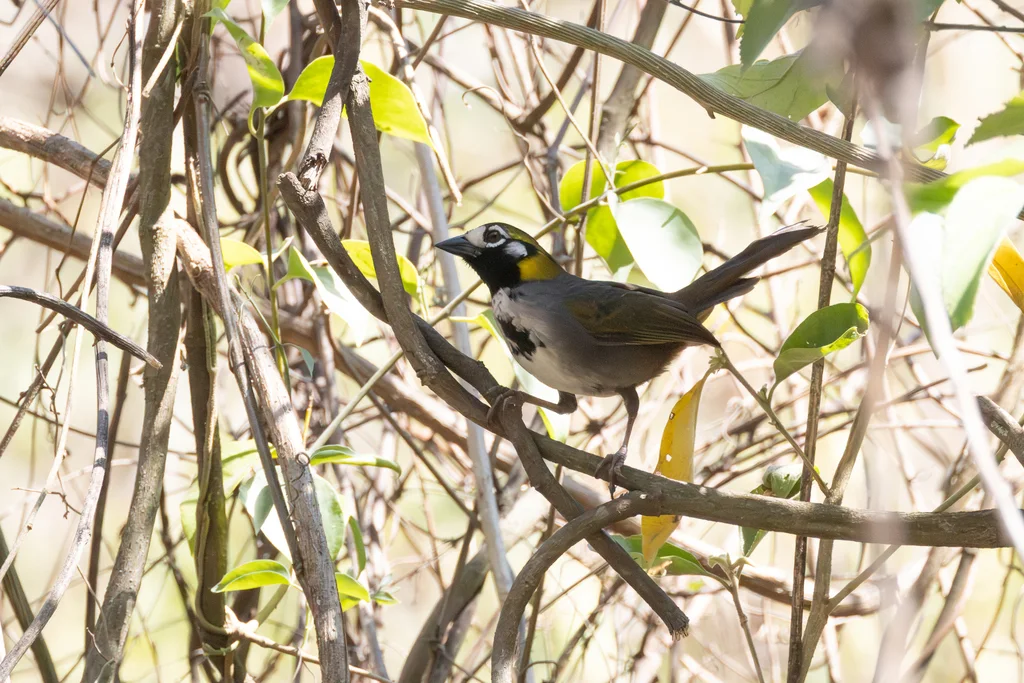 Melozone occipitalis(Melozone occipitalis)