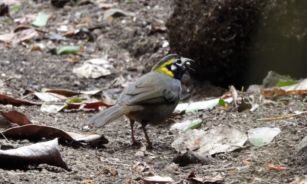 Melozone occipitalis(Melozone occipitalis)