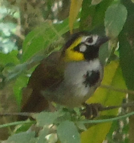 Melozone occipitalis(Melozone occipitalis)