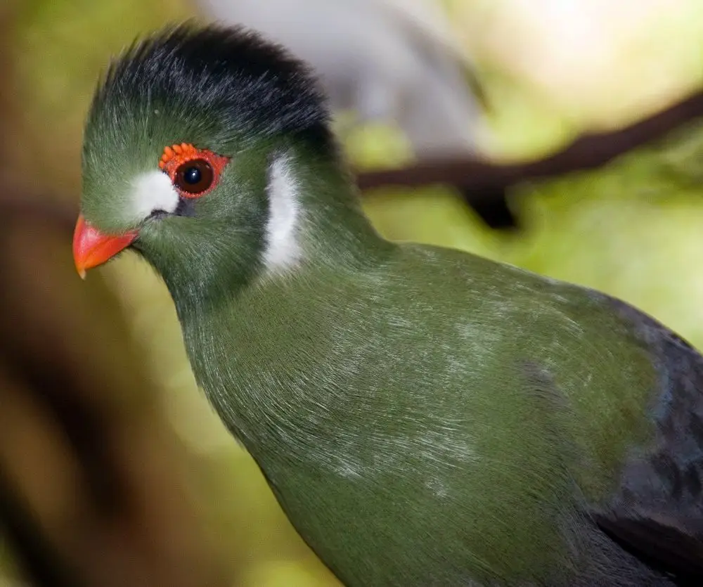 白颊蕉鹃(Menelikornis leucotis)