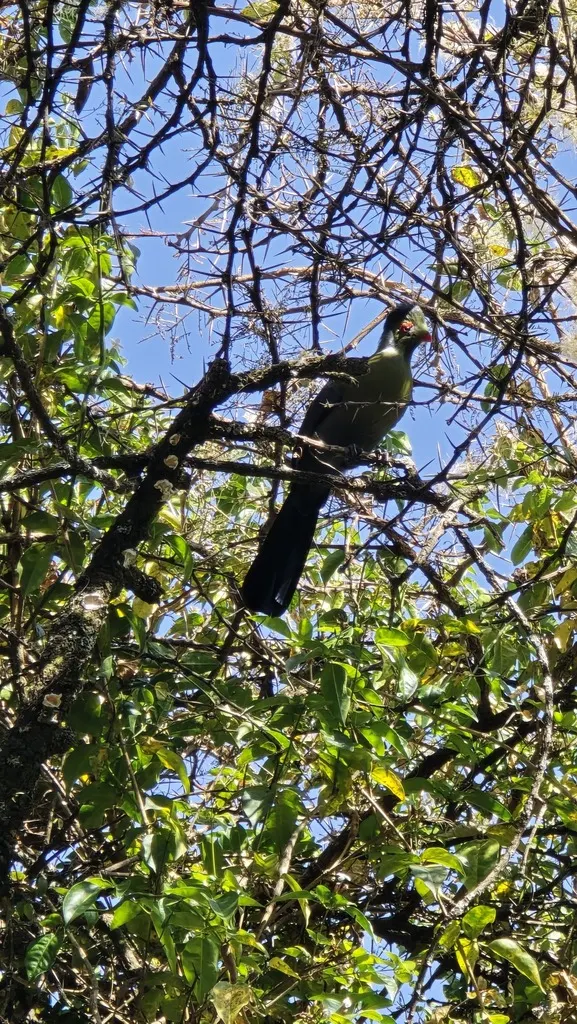 白颊蕉鹃(Menelikornis leucotis)