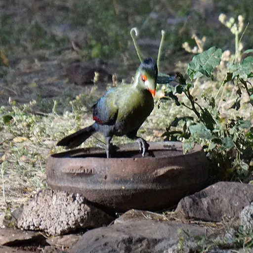 白颊蕉鹃(Menelikornis leucotis)