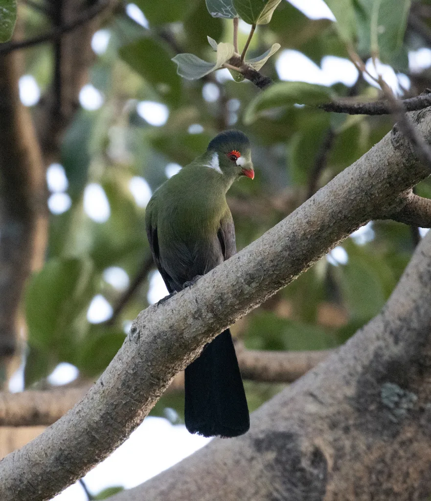 白颊蕉鹃(Menelikornis leucotis)