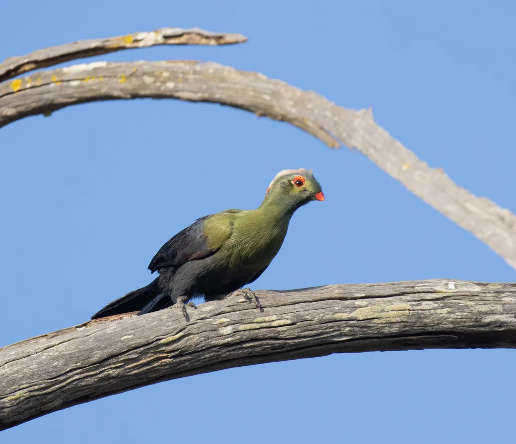 王子蕉鹃（Menelikornis ruspolii）