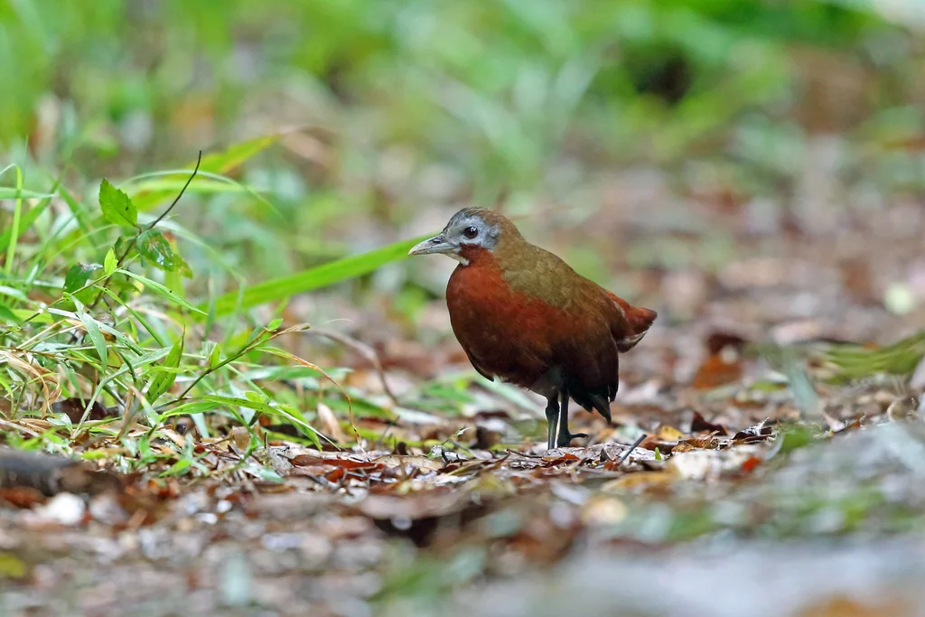 马岛林秧鸡(Mentocrex kioloides)