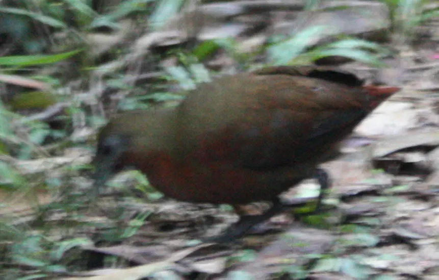 马岛林秧鸡(Mentocrex kioloides)