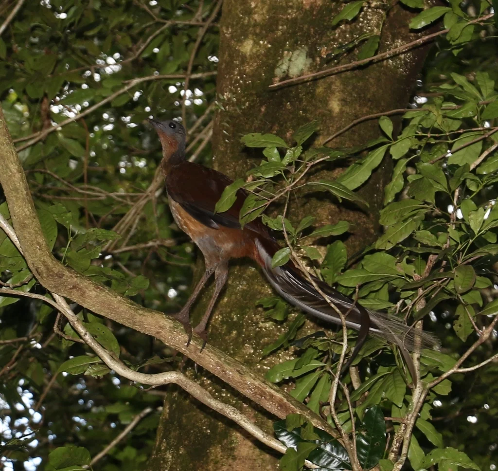 艾氏琴鸟(Menura alberti)