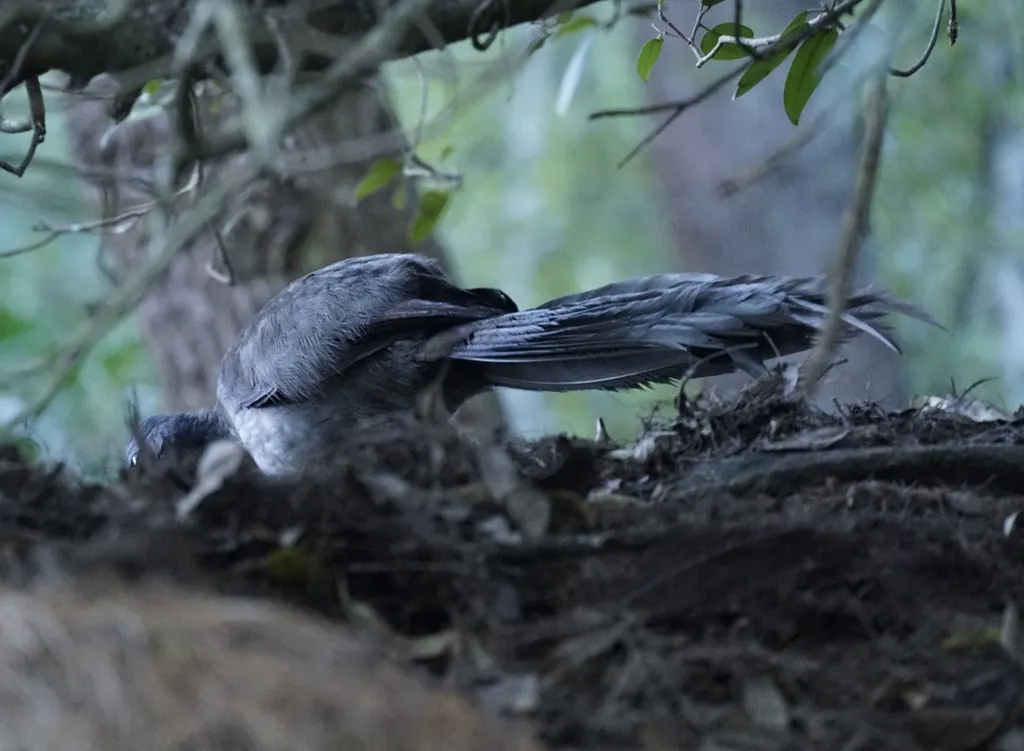 华丽琴鸟（Menura novaehollandiae）