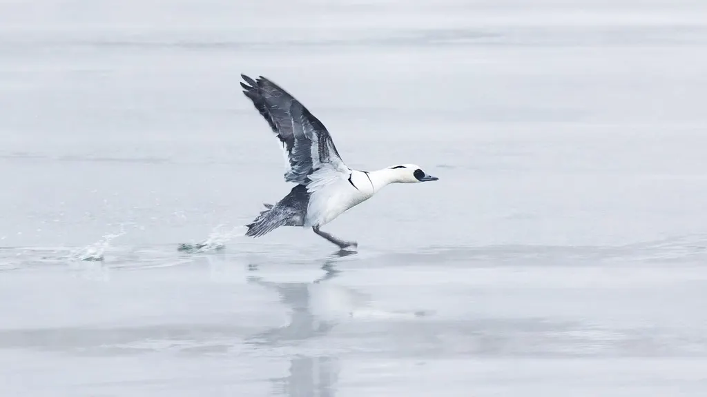 斑头秋沙鸭(Mergellus albellus)