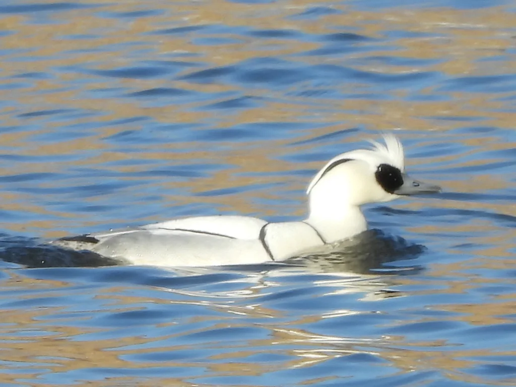 斑头秋沙鸭(Mergellus albellus)