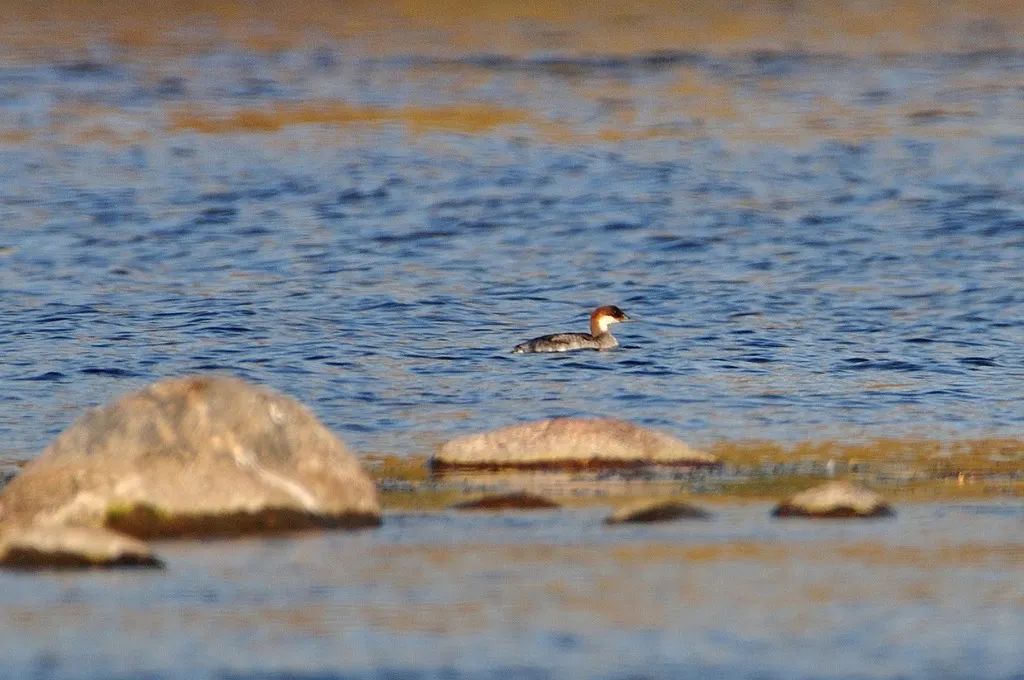 斑头秋沙鸭(Mergellus albellus)