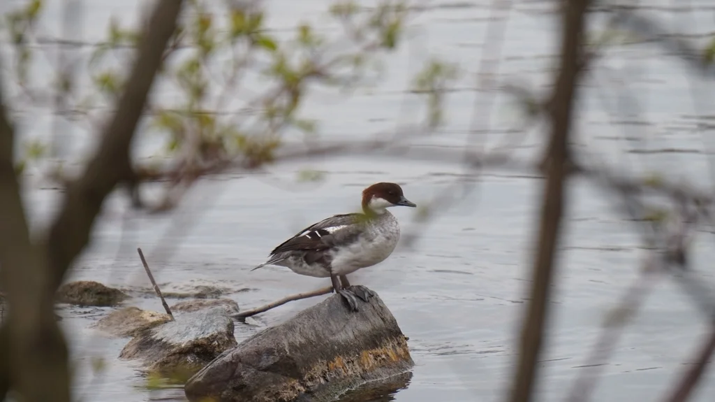 斑头秋沙鸭(Mergellus albellus)