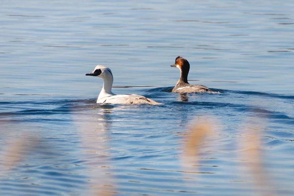 斑头秋沙鸭(Mergellus albellus)
