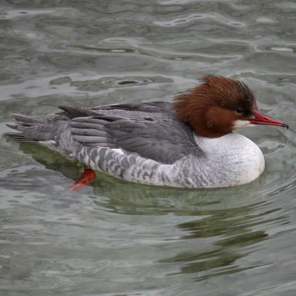 普通秋沙鸭（Mergus merganser）