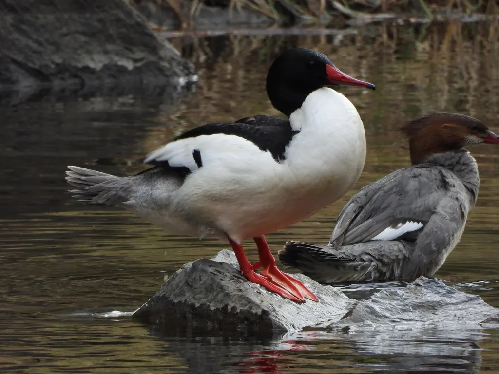 普通秋沙鸭（Mergus merganser）