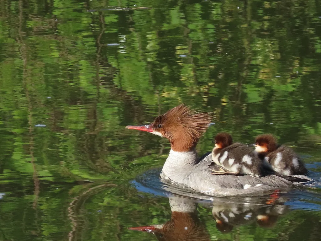 普通秋沙鸭（Mergus merganser）