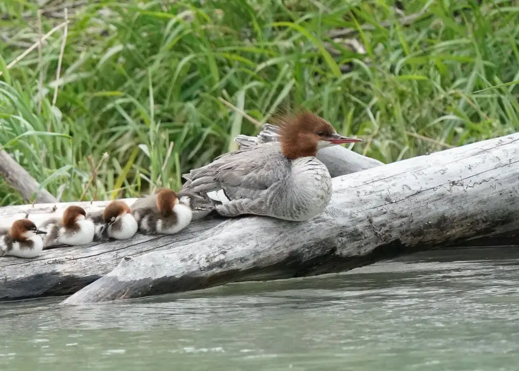 普通秋沙鸭（Mergus merganser）
